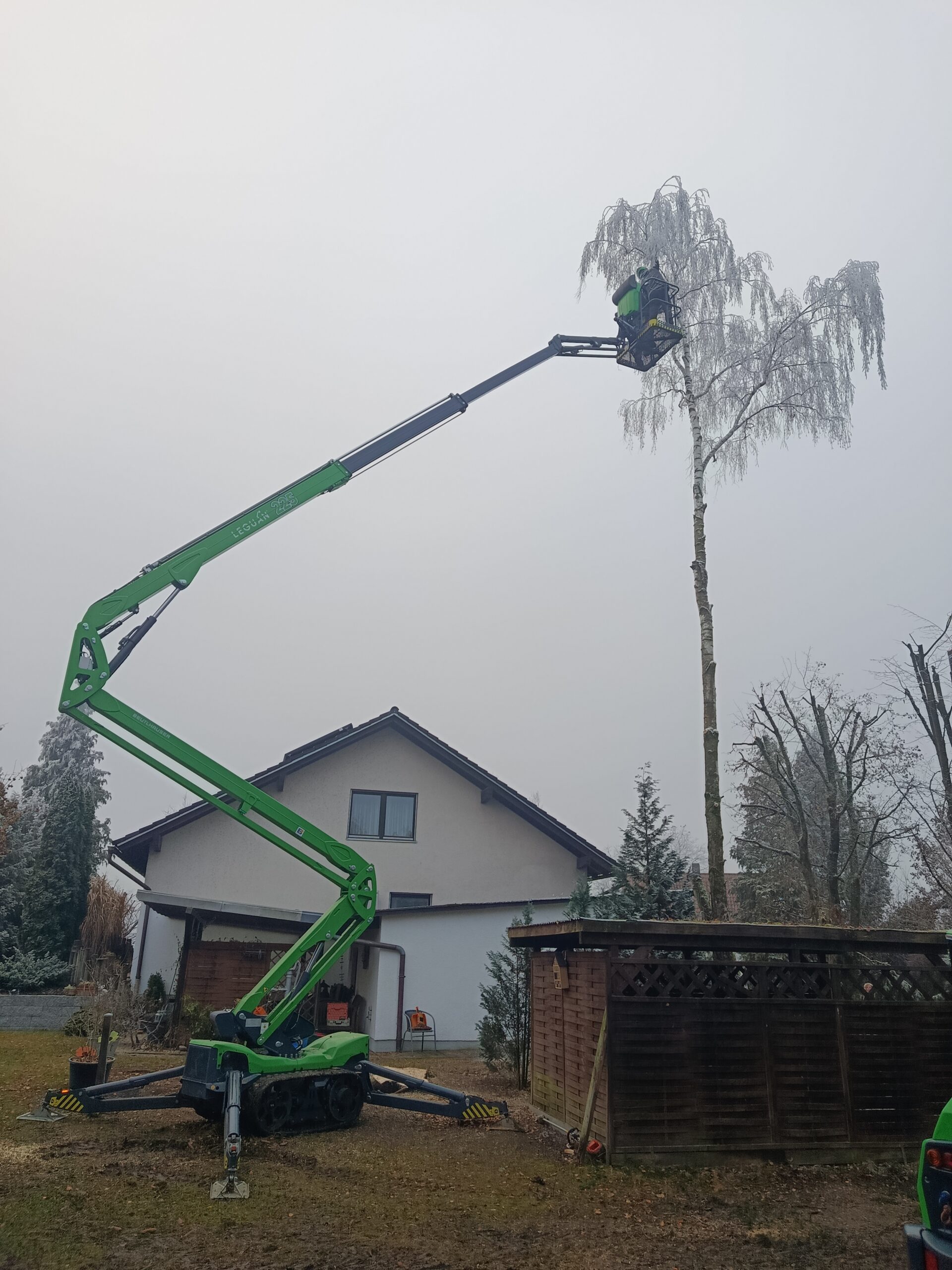 Hubarbeitsbühne voll ausgefahren an hoher Birke