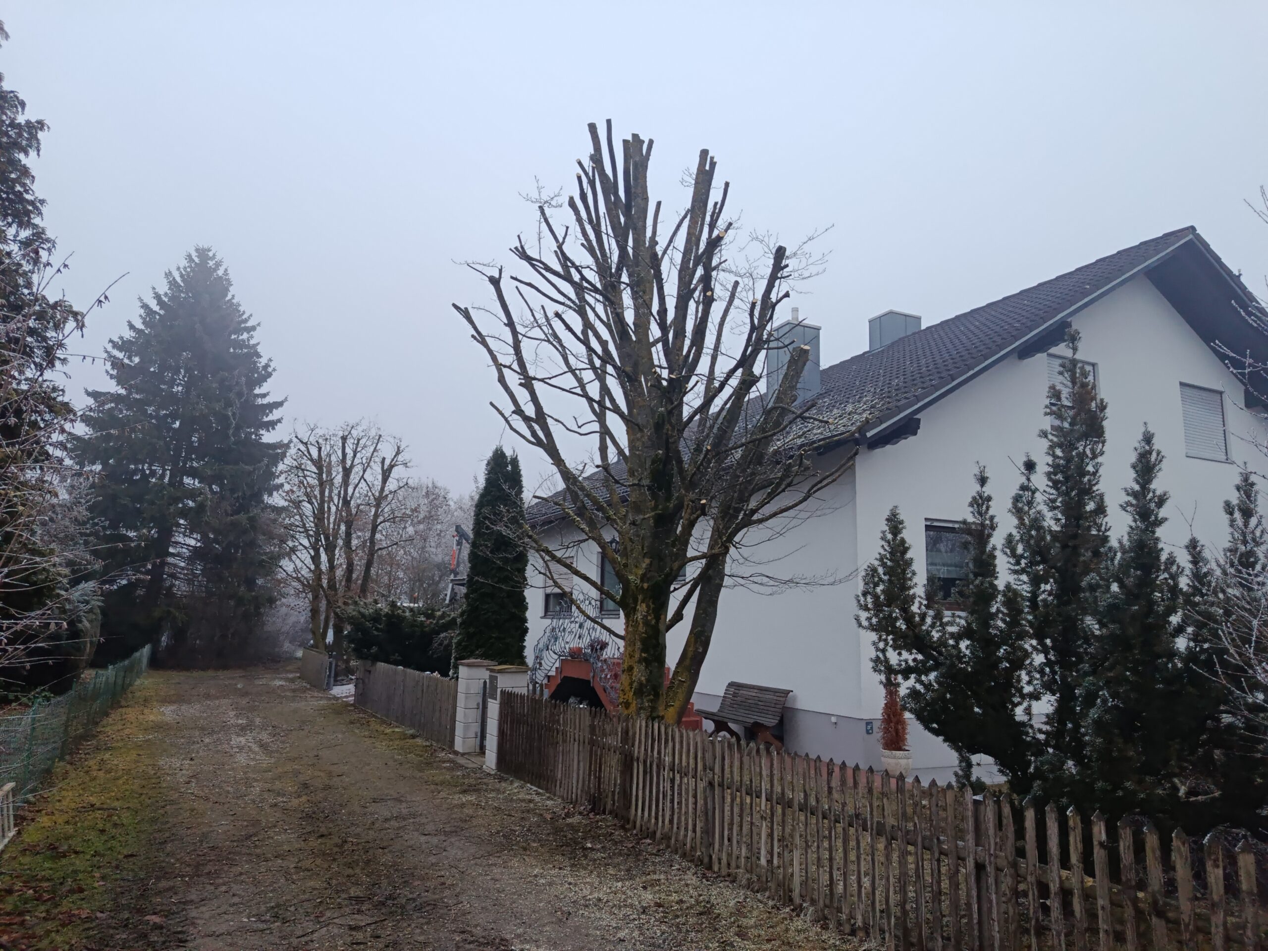 Baum nach fachgerechter Kroneneinkürzung