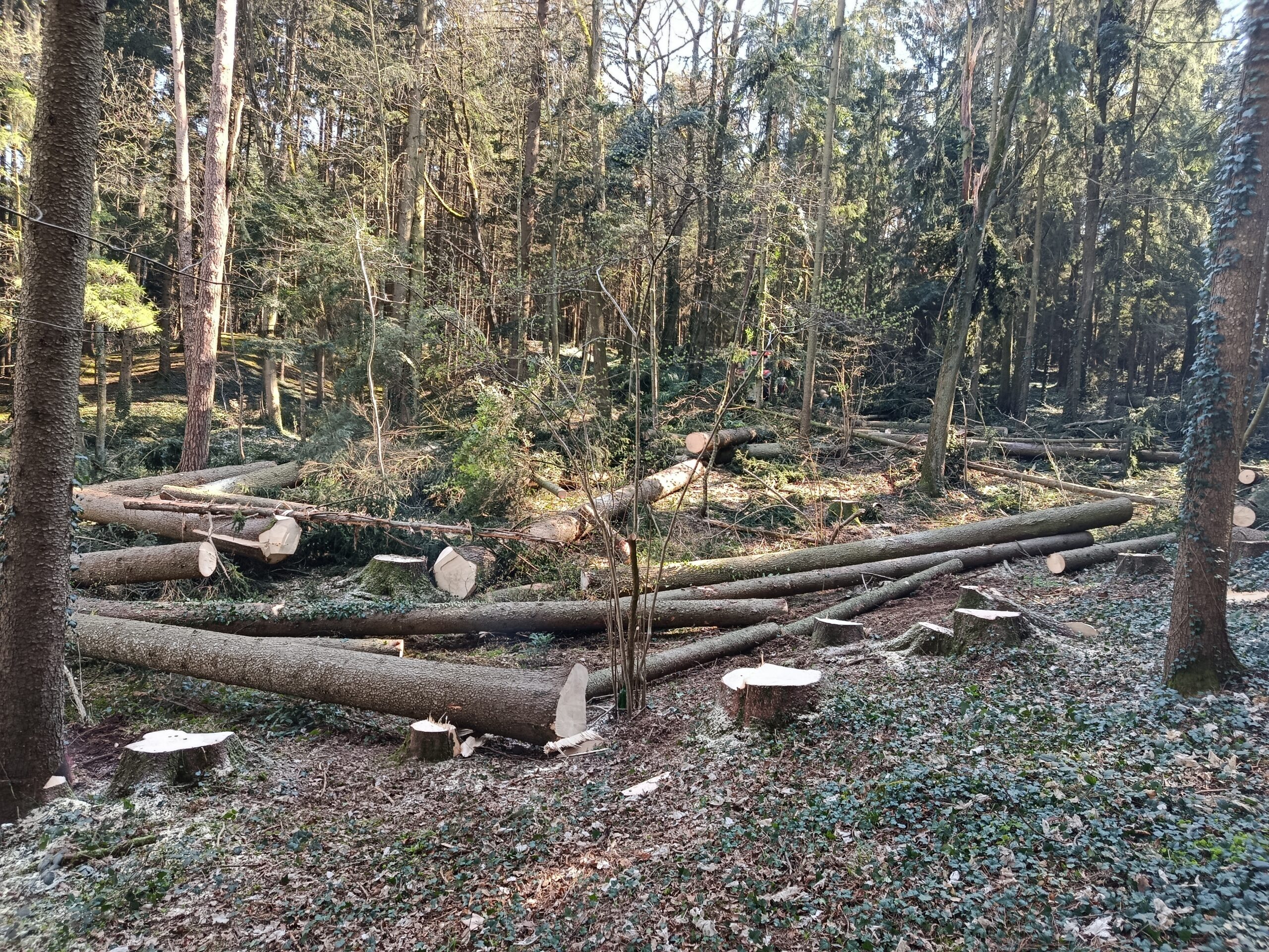 Waldpflege, aufgearbeitetes Holz