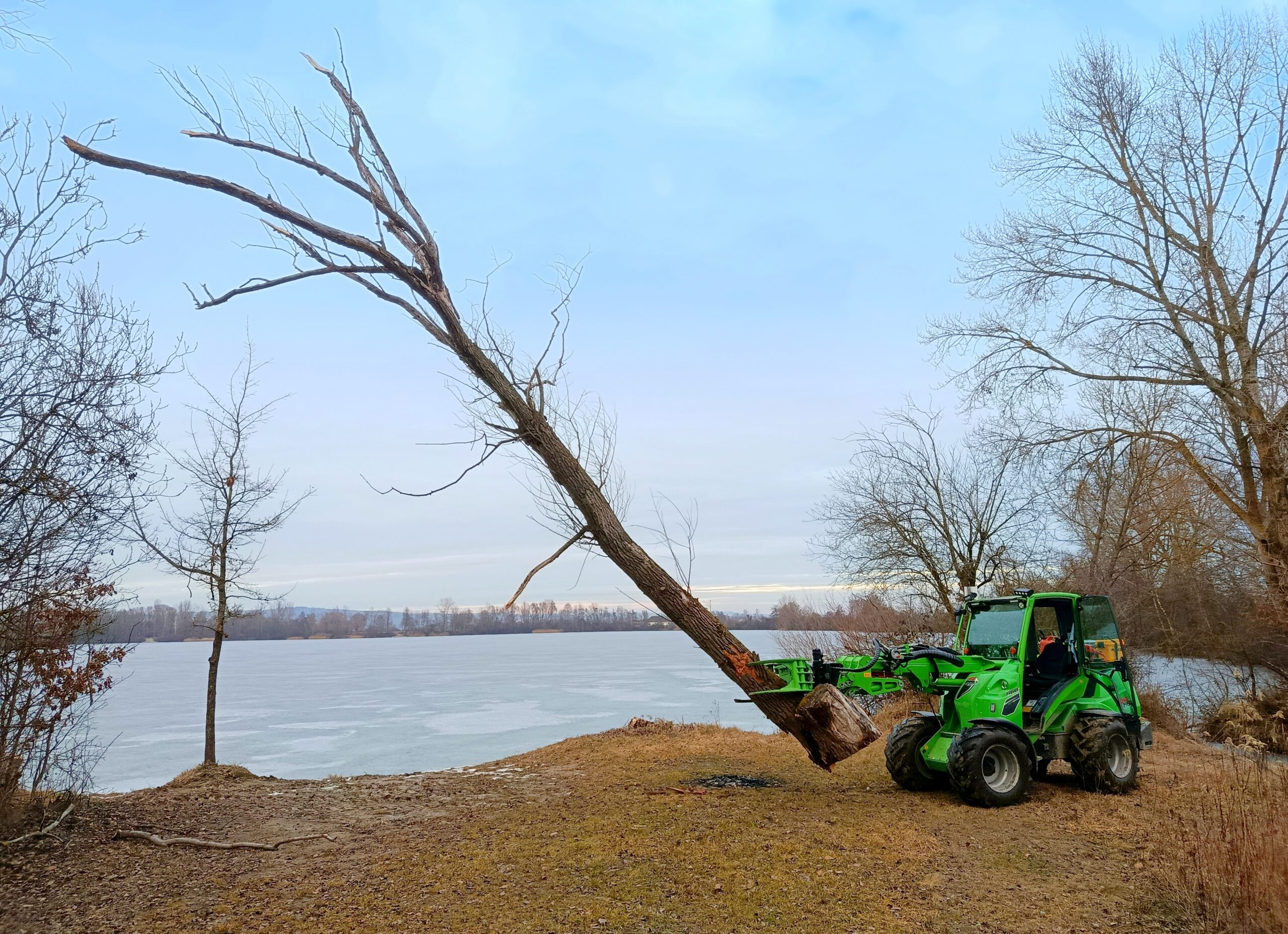 Avant Lader haelt den kompletten umgestuerzten Baum sicher im Greifer, See im Hintergrund