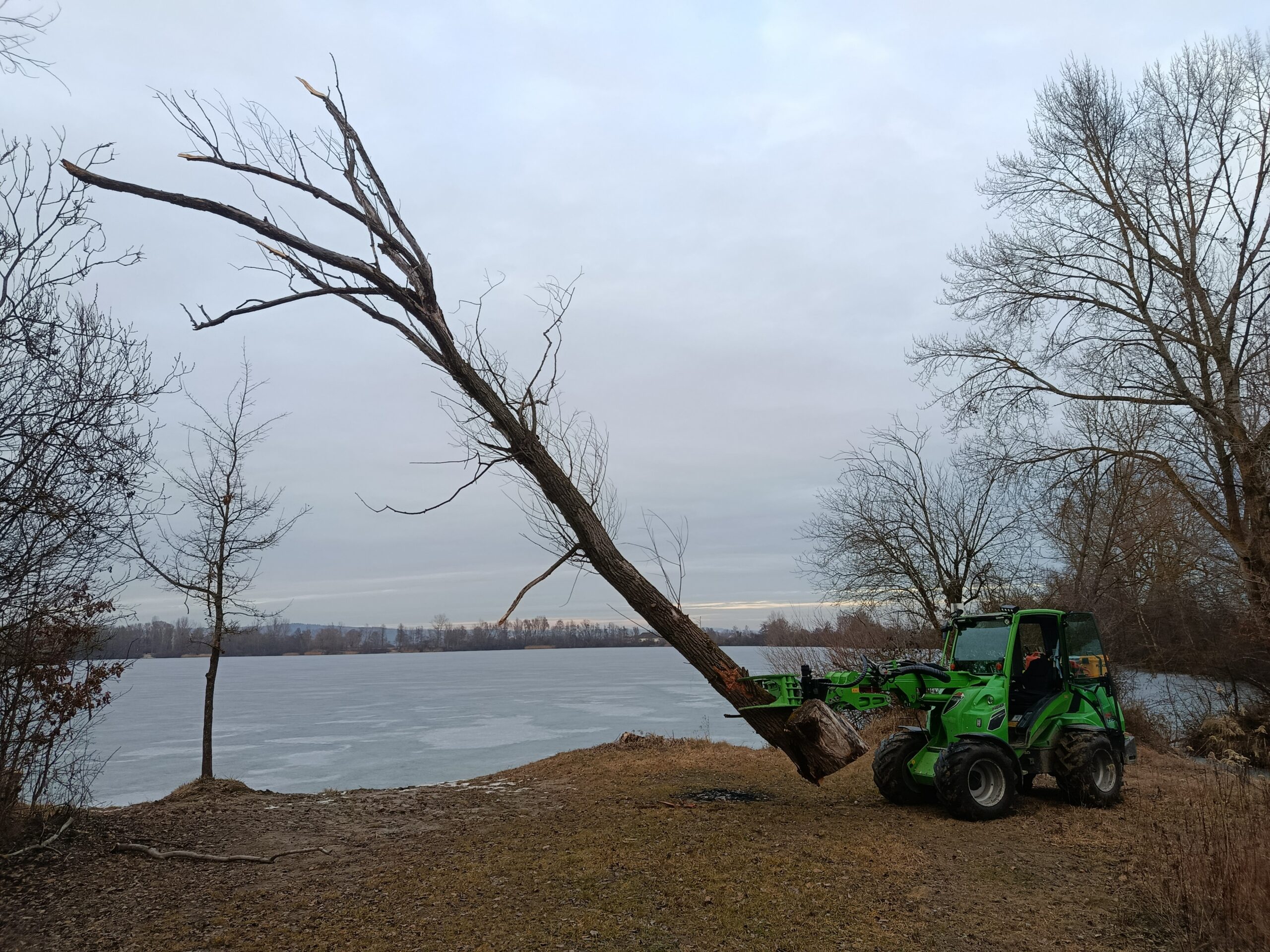 Avant Lader zieht umgestürzten Baum am Seeufer