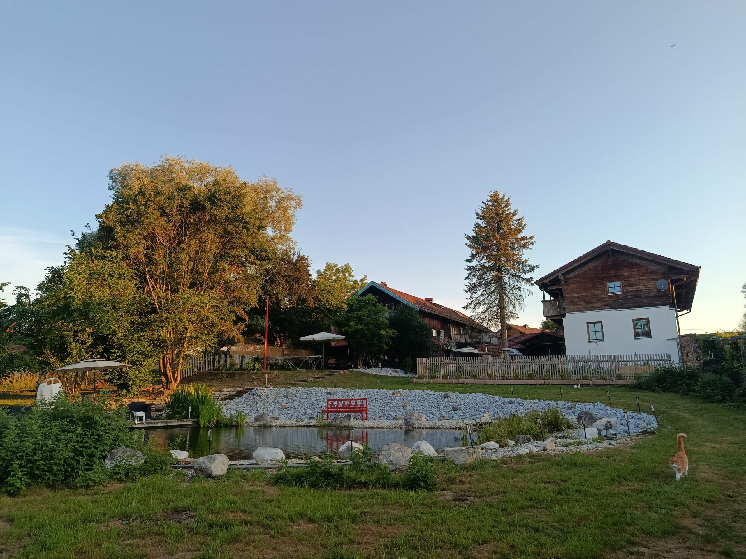 Grundstück vor der Baumfällung mit hohem Nadelbaum