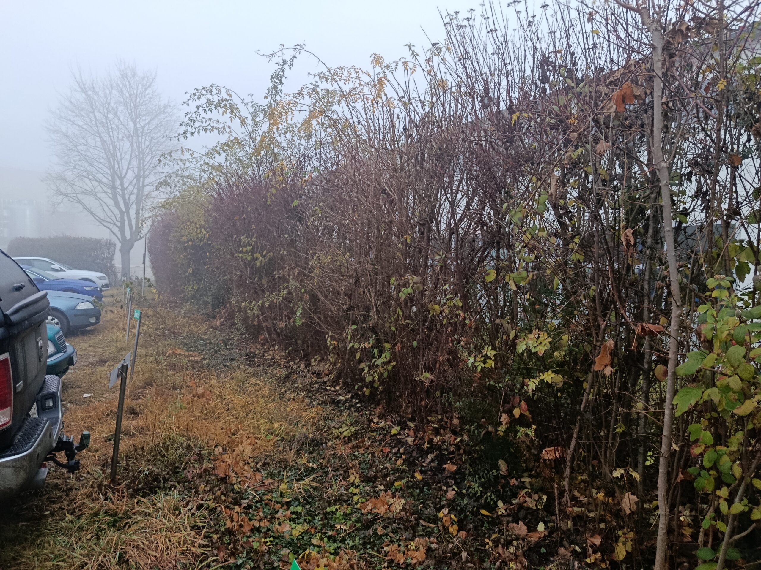 Grundstücksrodung, überwucherte Hecke vor der Rodung