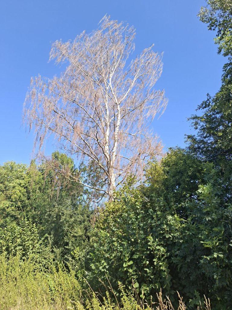 Weitgehend abgestorbene Birke infolge Trockenheit