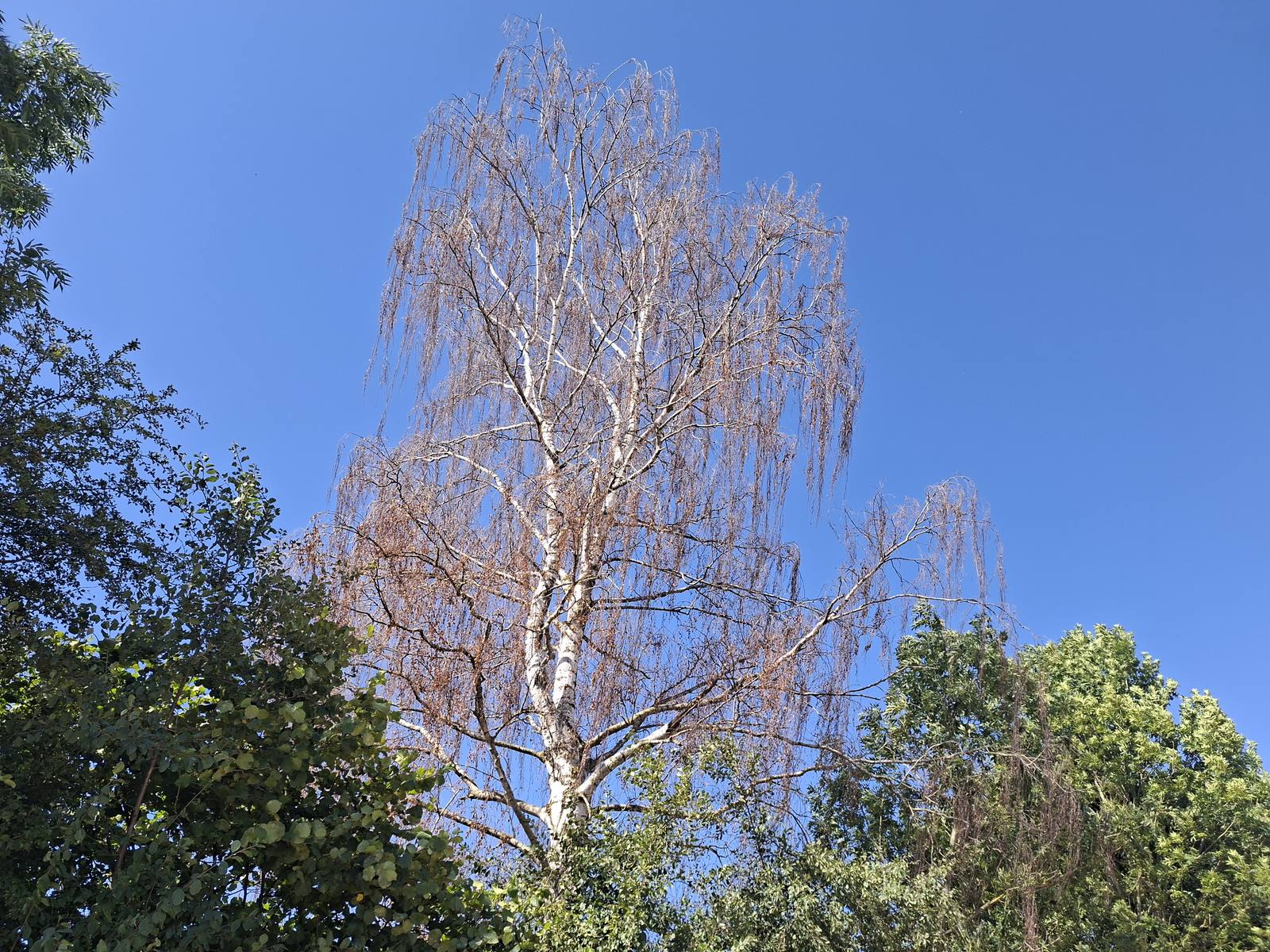 Kranke Birke mit lichter Krone neben gesundem grünem Baum