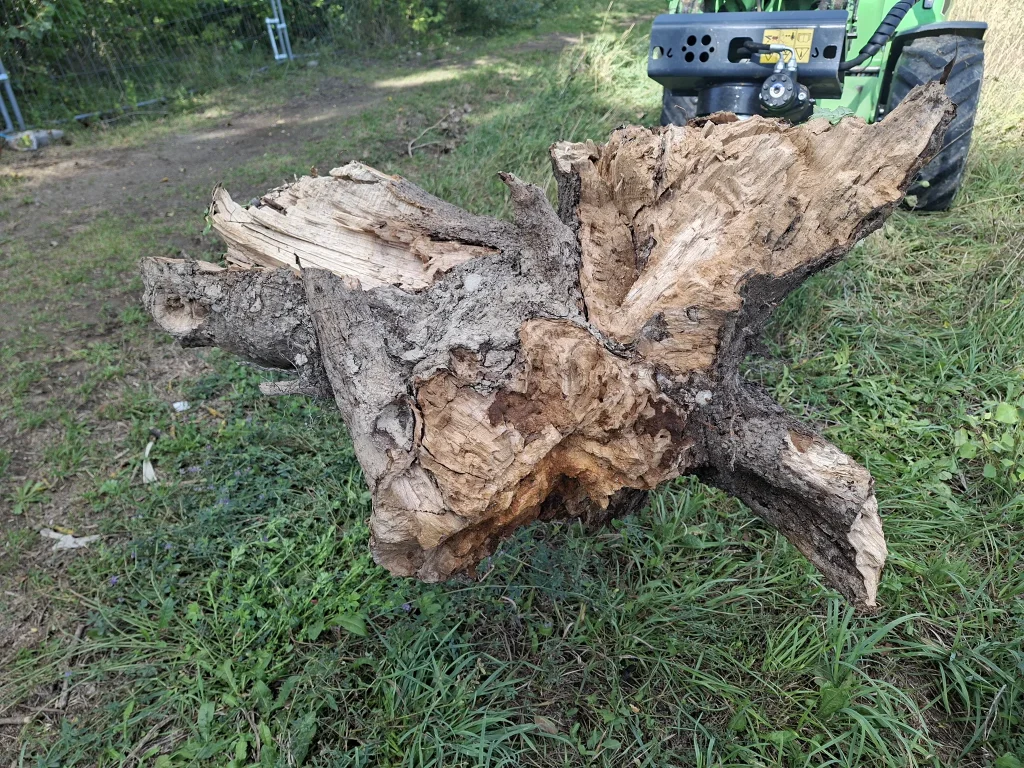 Stark zersetzter Stammfuß einer gefällten Esche, erste Ansicht