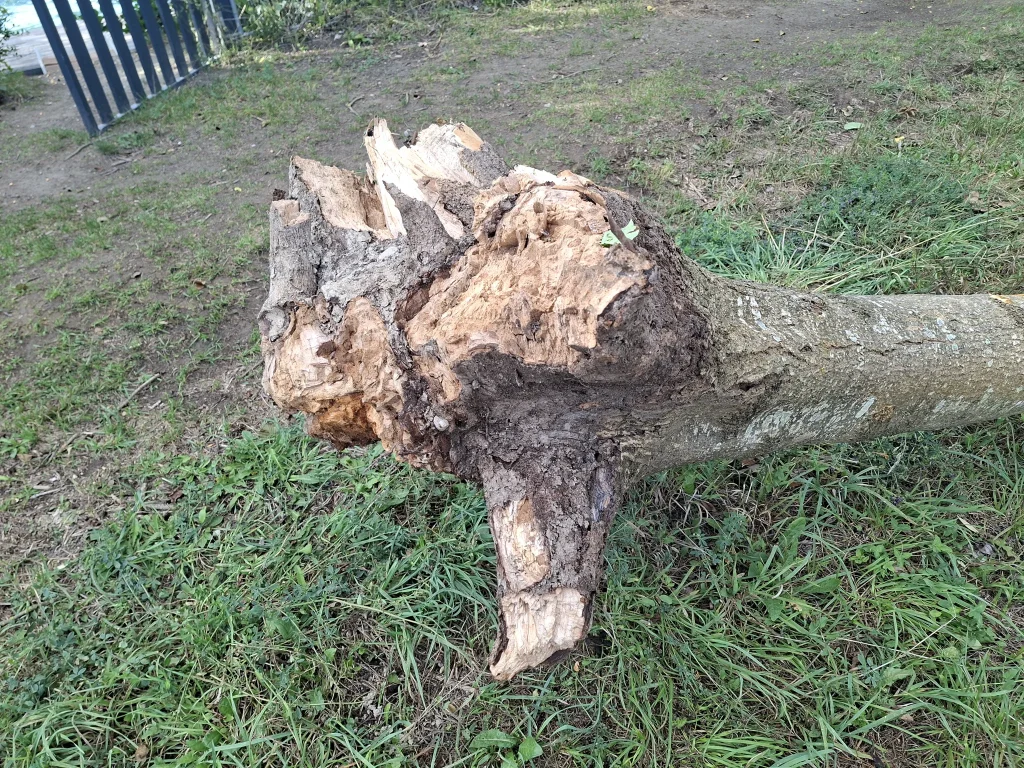 Stark zersetzter Stammfuß einer gefällten Esche mit sichtbarer Fäule, zweite Ansicht