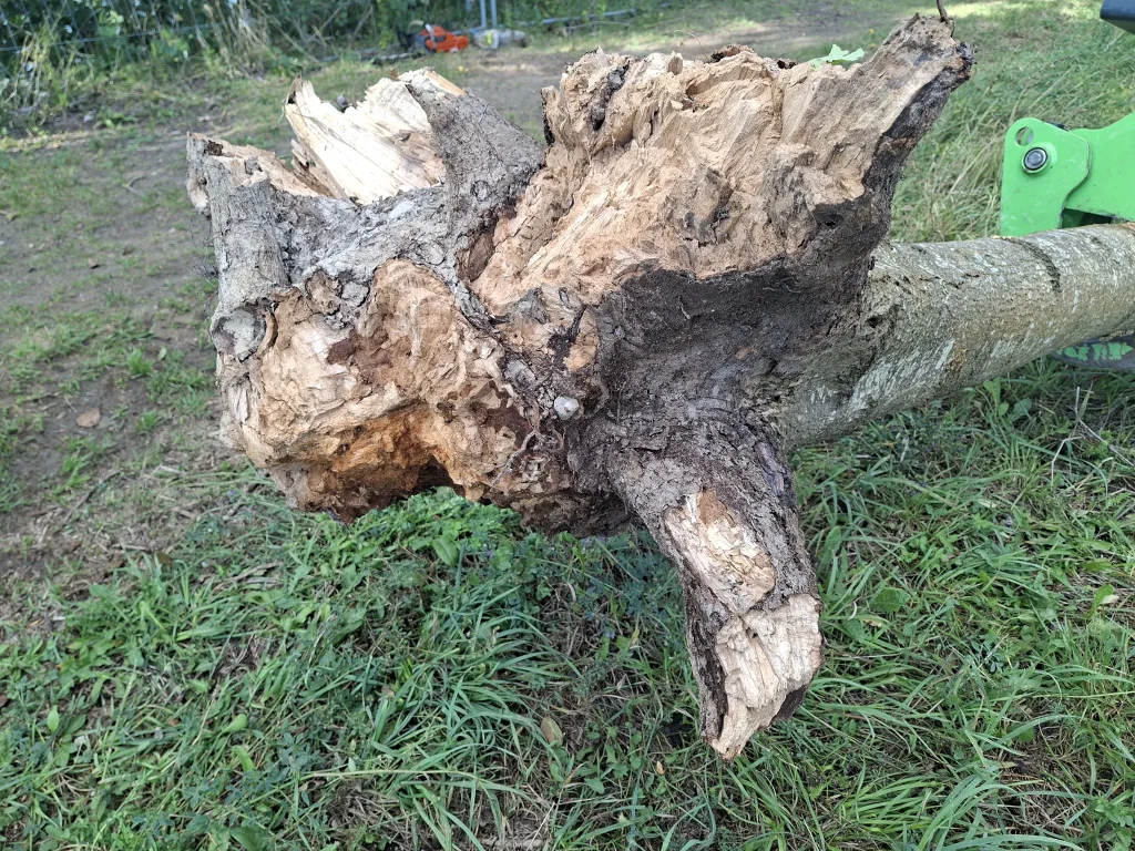 Stark zersetzter Stammfuß einer gefällten Esche, Detailansicht der geschädigten Holzstruktur