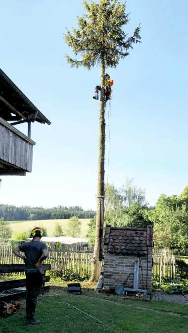 Seilklettertechnik bei der Fichtenfällung zwischen Wohnhaus und Kamin
