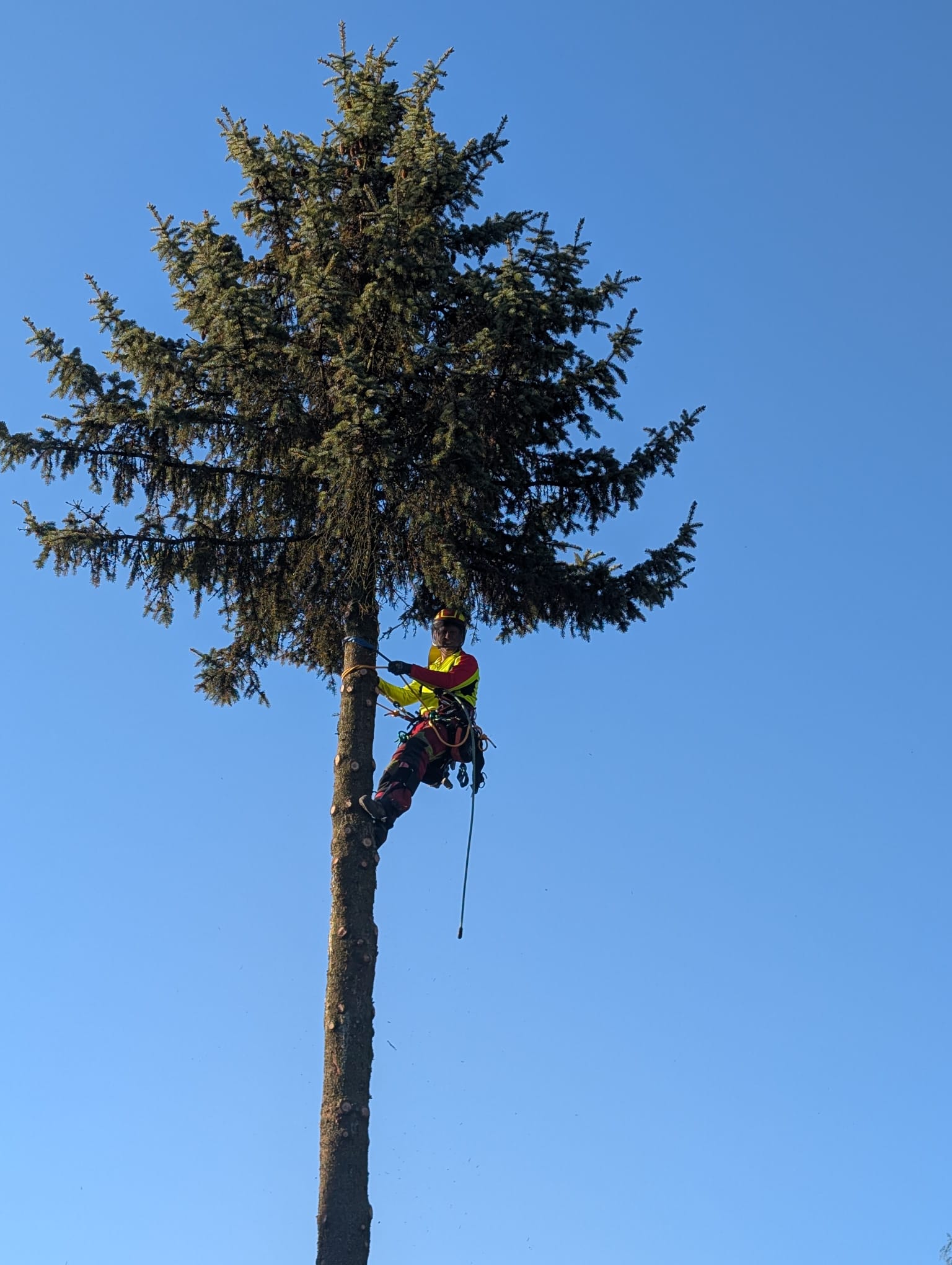 Fällung per Seilklettertechnik – Arbeit direkt im Baum.