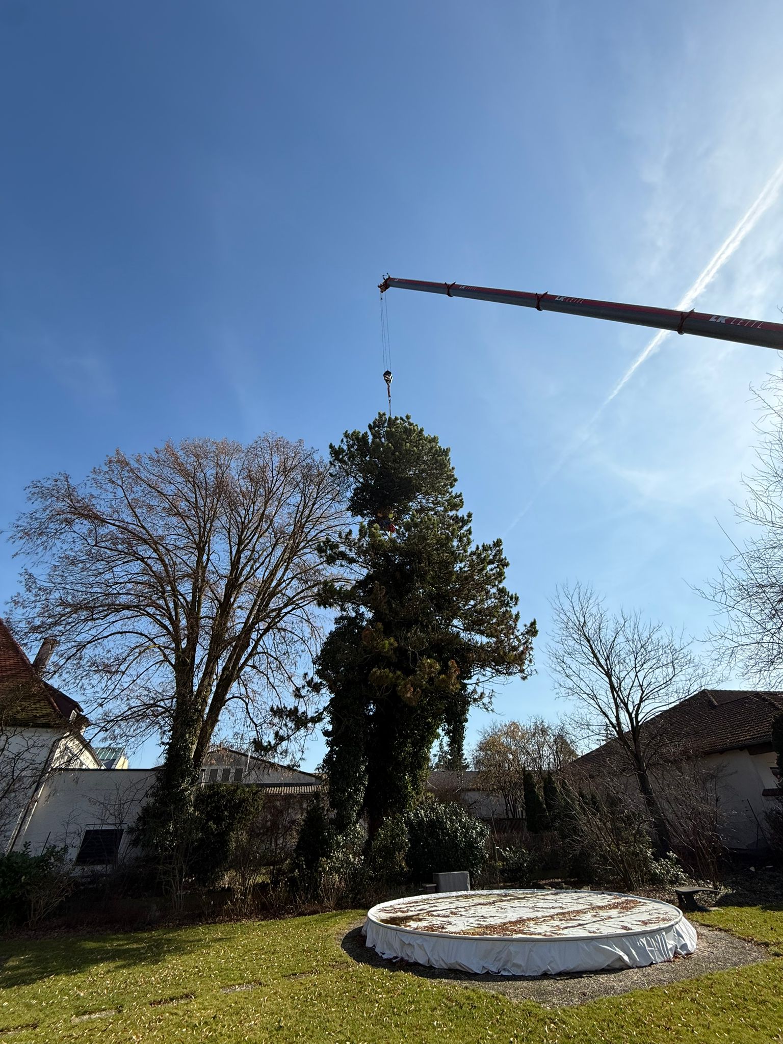 Autokran hebt abgetragenes Kronenteil eines hohen Nadelbaums im Garten ab