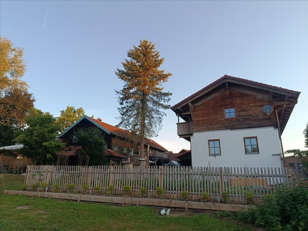 Baum und Grundstück vor Beginn der Arbeiten
