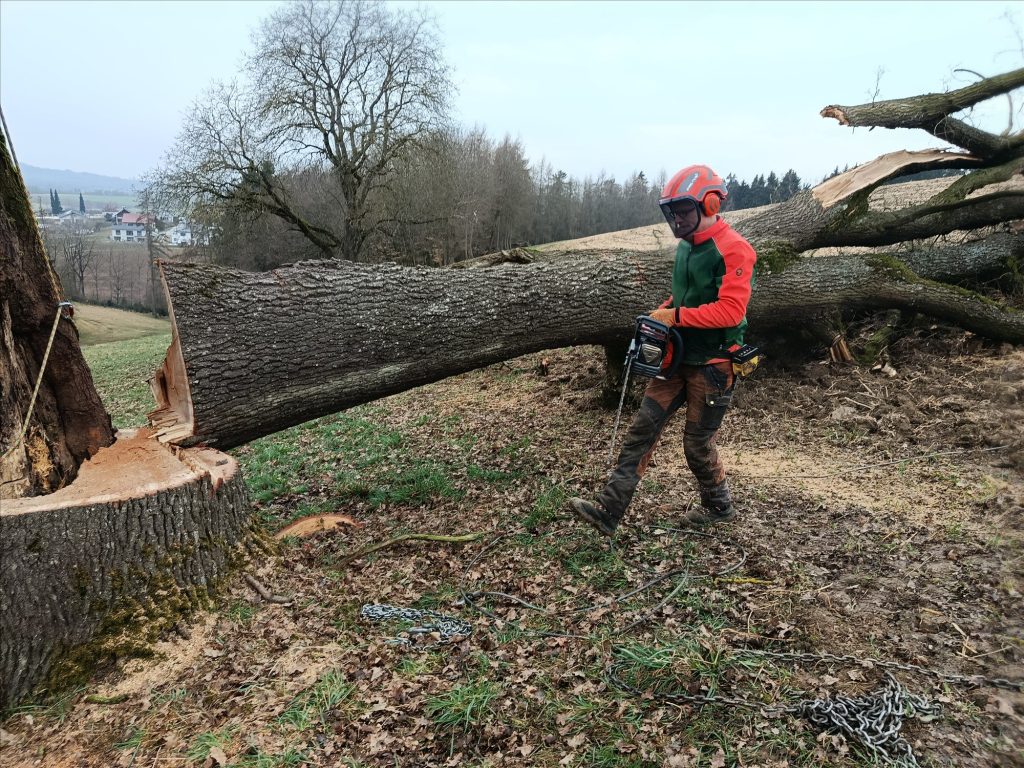 Fällung eines freistehenden Baumes