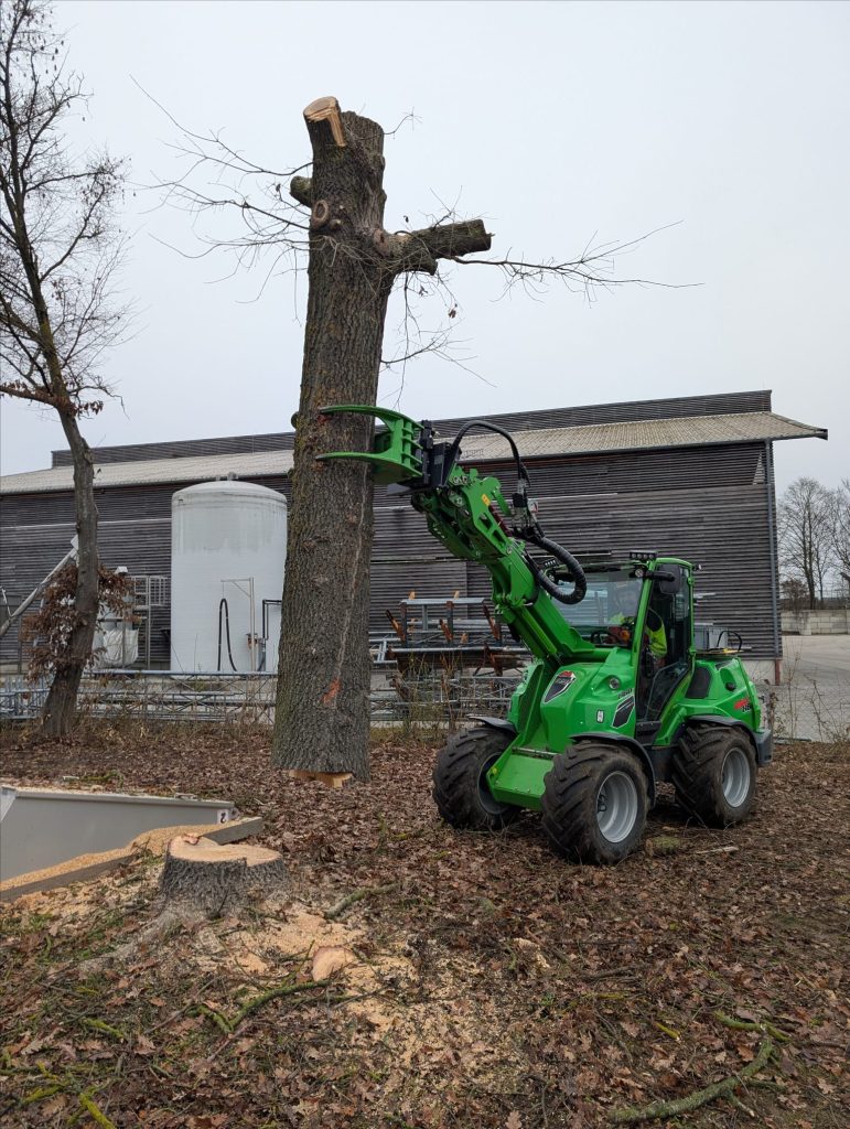Lader hält einen dicken Baumstamm mit einem Spezialgreifer