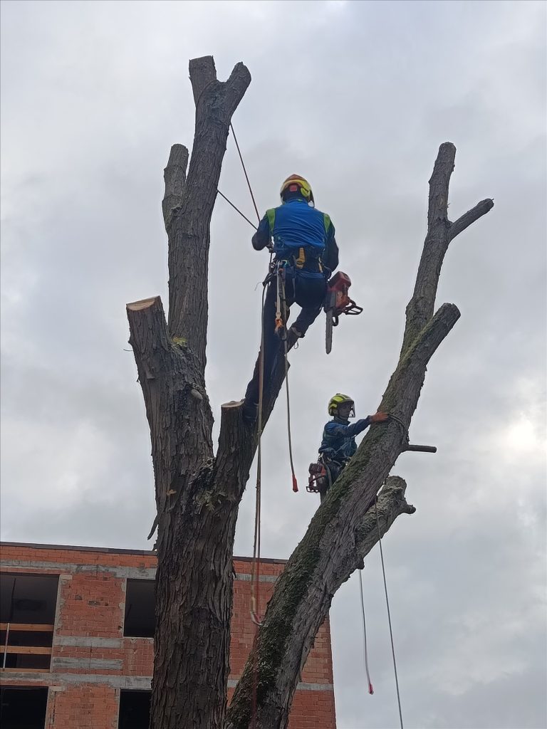 Team beim kontrollierten Abtrag eines Baumes