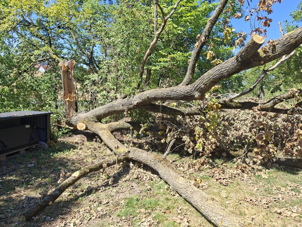 Vom Sturm umgestürzter Baum mit abgebrochenem Stamm neben einem Gebäude